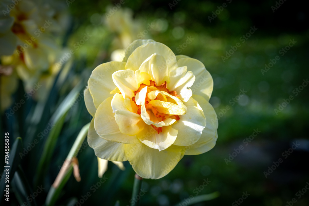 Fototapeta premium Fiore