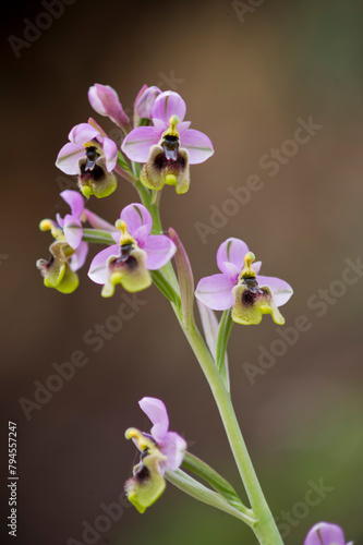 Sawfly Orchid (Ophrys tenthredinifera) flower. Sassari, Sardinia, Italy.