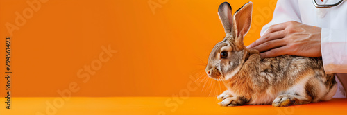 Rabbit chiropractic session web banner. Rabbit being assessed by animal chiropractor on orange background. photo