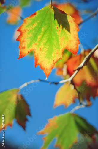 Canopy of colorful maple leaves during autumn or fall