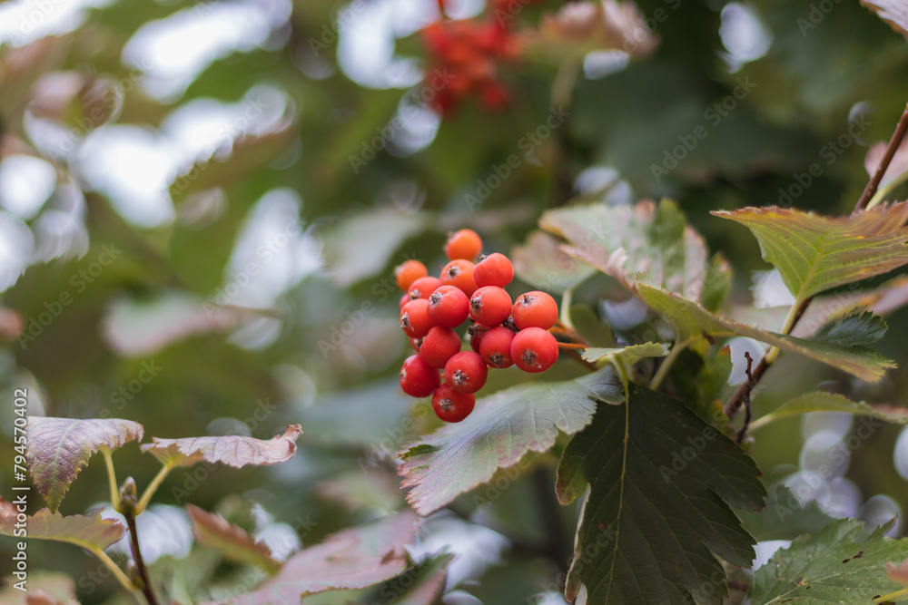 Cluster of vibrant red berries on a twig of a fruit tree
