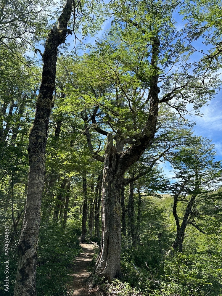 Obraz premium ancient trees in the Andes mountain range
