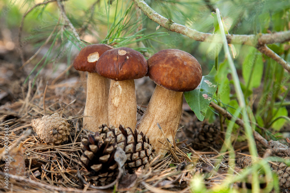 Triple porcini mushroom grows in pine tree forest at autumn season.. Triple porcini mushroom grows in pine tree forest at autumn season..