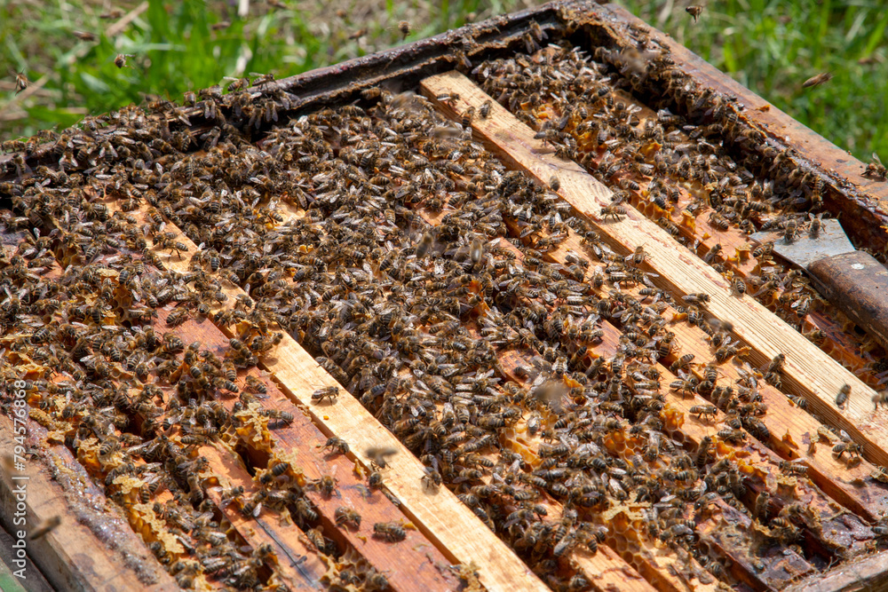 Open hive showing the bees swarming on a honeycomb.. Open hive showing the bees swarming on a honeycomb..
