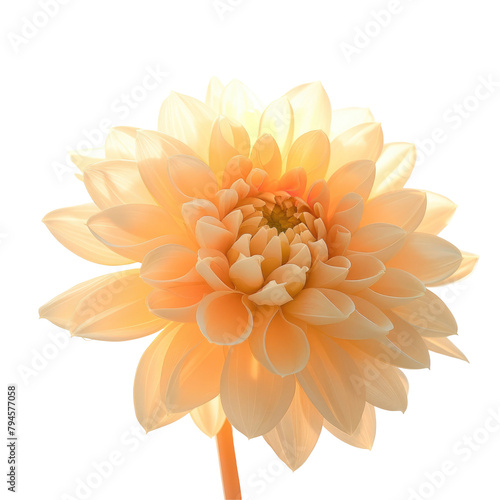A stunning photograph of a flower with a beautiful backlit highlight stands out against a transparent background and is isolated on transparent background