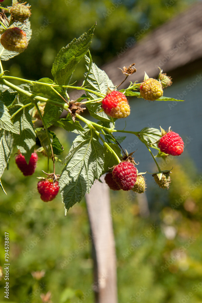 Ripe and unripe raspberry in the fruit garden. Growing natural bush of raspberry. Branch of raspberry in sunlight. Ripe and unripe raspberry in the fruit garden. Growing natural bush of raspberry. Branch of raspberry in sunlight.