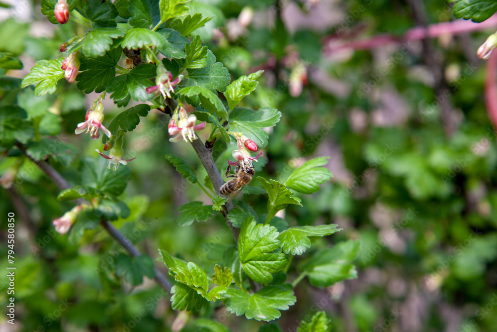 Honeybee on gooseberry bush flower collecting pollen and nectar to make sweet honey with medicinal benefits. Honeybee on gooseberry bush flower collecting pollen and nectar to make sweet honey with medicinal benefits.