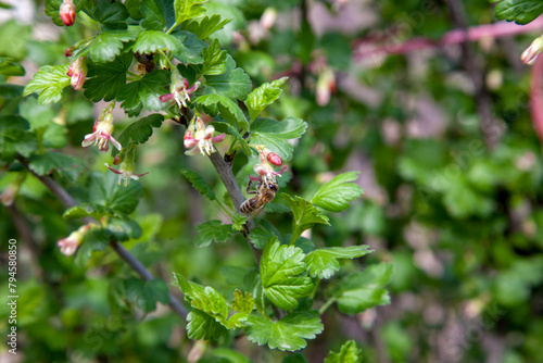 Honeybee on gooseberry bush flower collecting pollen and nectar to make sweet honey with medicinal benefits.