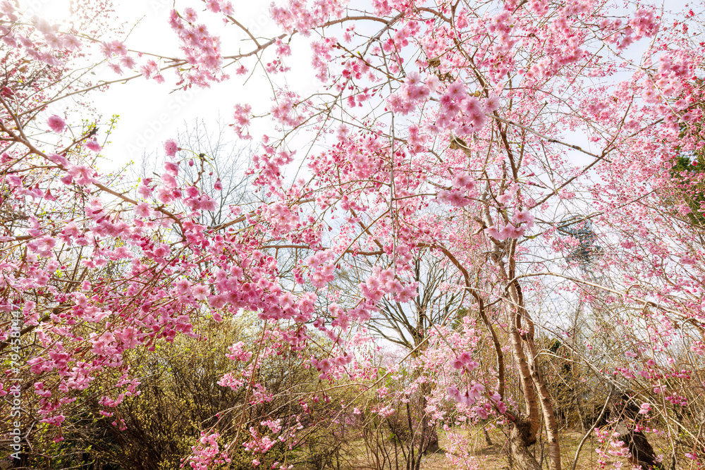 美しいシダレザクラ(バラ科)の花の木。
Beautiful Weeping cherry (Cerasus pendula f.pendula, Rosaceae) flowering tree.
日本国神奈川県相模原市の里山にて。
2022年4月撮影。
神奈川県の郊外にある美しい里山。
丘の周囲には貴重なカタクリの群生がある。
その他にもホウキモモやミツマタ、各種桜、梅の花木。
スプリング・エ 美しいシダレザクラ(バラ科)の花の木。
Beautiful Weeping cherry (Cerasus pendula f.pendula, Rosaceae) flowering tree.
日本国神奈川県相模原市の里山にて。
2022年4月撮影。
神奈川県の郊外にある美しい里山。
丘の周囲には貴重なカタクリの群生がある。
その他にもホウキモモやミツマタ、各種桜、梅の花木。
スプリング・エ