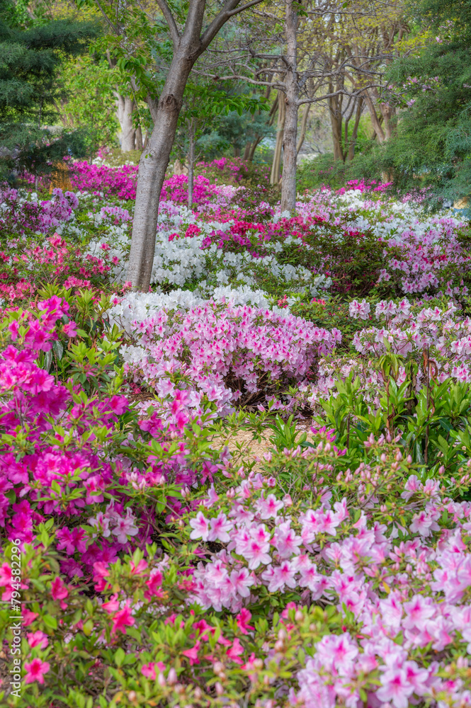 Abundant pink and white azaleas flowering in the understory of a small woodland. Abundant pink and white azaleas flowering in the understory of a small woodland.