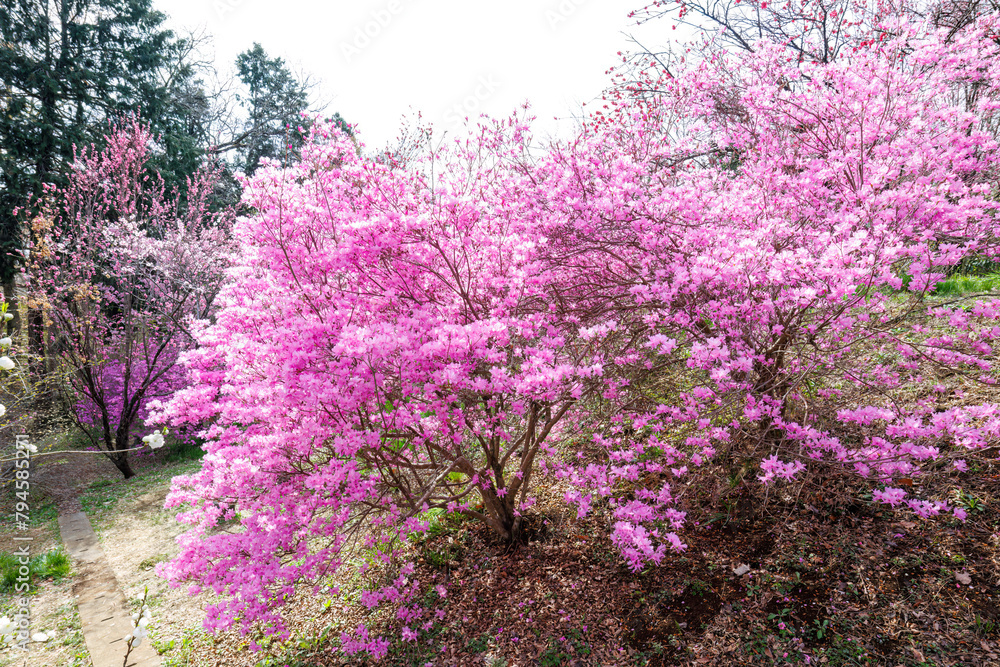 美しいミツバツツジ（ツツジ科）の花の木。
Beautiful Mitsuba azalea (Rhododendron dilatatum, Ericaceae) flowering tree.
日本国神奈川県相模原市の里山にて。
2022年4月撮影。

神奈川県の郊外にある美しい里山。
丘の周囲には貴重なカタクリの群生がある。
その他にもホウキモモやミツマタ、各種桜、梅の花木。
スプリング・エフ