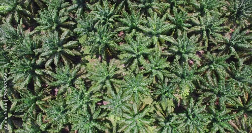 Aerial view of palm oil plantation At Sukau Sandakan Sabah, Borneo. Aerial view Aerial view of palm oil plantation At Sukau Sandakan Sabah, Borneo. Aerial view