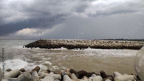 penguins on the beach