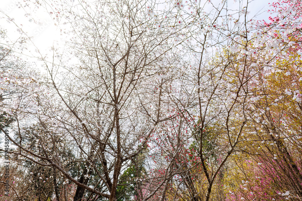 美しいウスズミザクラ(エドヒガンザクラ)(バラ科)の花の木。
Beautiful Double Weeping Rosebud Cherry (Prunus pendula, Rosaceae) flowering tree.
日本国神奈川県相模原市の里山にて。
2022年4月撮影。
神奈川県の郊外にある美しい里山。
丘の周囲には貴重なカタクリの群生がある。
その他にもホウキモモやミツマタ、各種 美しいウスズミザクラ(エドヒガンザクラ)(バラ科)の花の木。
Beautiful Double Weeping Rosebud Cherry (Prunus pendula, Rosaceae) flowering tree.
日本国神奈川県相模原市の里山にて。
2022年4月撮影。
神奈川県の郊外にある美しい里山。
丘の周囲には貴重なカタクリの群生がある。
その他にもホウキモモやミツマタ、各種