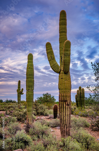 Saguaro cactus at dusk in the desert hills near Phoenix Arizona photo