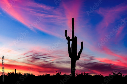 A lone saguaro cactus stands tall in the desert at sunset near Phoenix Arizona photo
