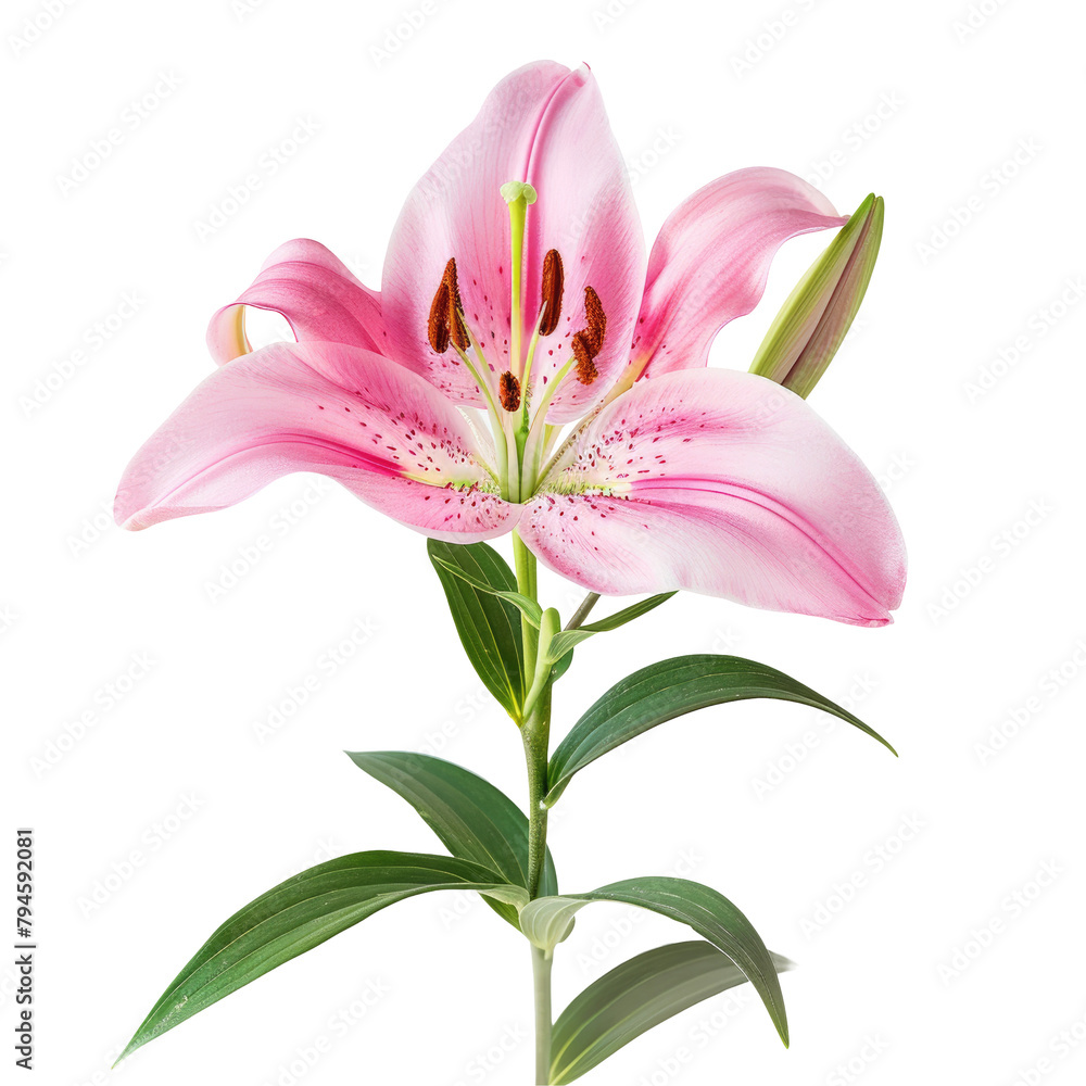 An isolated Pink Lilly flower set against a transparent background An isolated Pink Lilly flower set against a transparent background