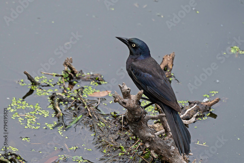 A Boat-Tailed Grackle perched on a branch in a wetland marsh.