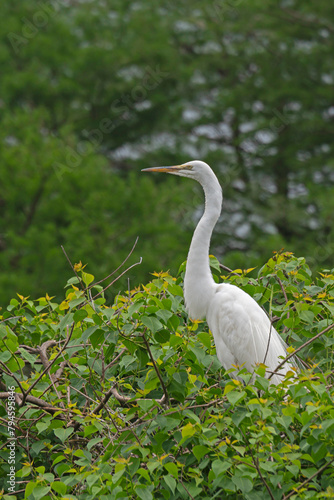 A Great Egret standing at its nest in a wetland rookery.