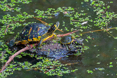 An adult and a newborn box turtle sitting on a log in a wetland marsh.