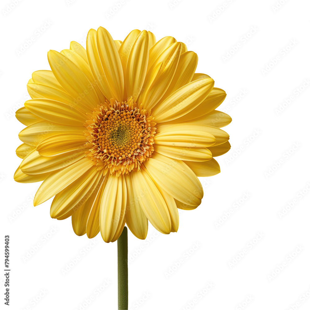 A vibrant yellow gerbera daisy takes center stage against a transparent background in a close up shot
