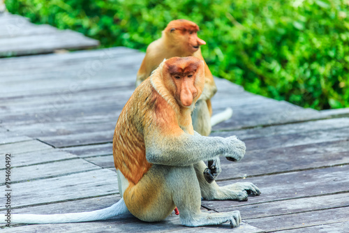 proboscis monkey or nasalis larvatus photo