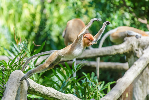 proboscis monkey or nasalis larvatus photo