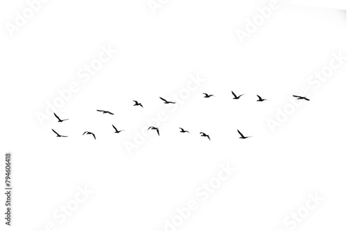 Black and white silhouette of a flock of cormorant birds in flight © SockaGPhoto