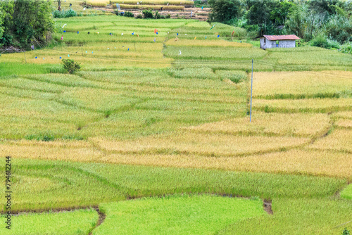 green terraced rice field in Tambunan Sabah, Malaysia.