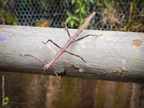 Camouflaged Stick Insect Perched on a Grey Branch photo