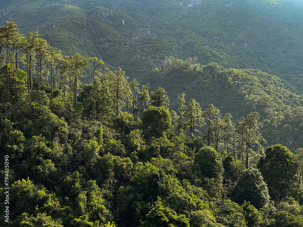 Fototapeta premium Sunlit Forest Canopy Amidst Majestic Mountain Slopes