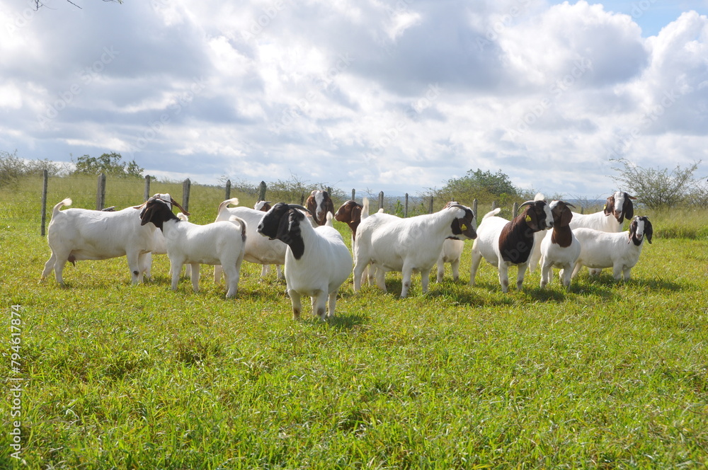 A group of great Boer goats grazing on the farm's green pastures A group of great Boer goats grazing on the farm's green pastures