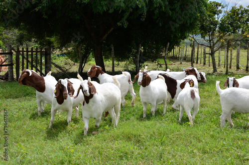 A group of great Boer goats grazing on the farm's green pastures