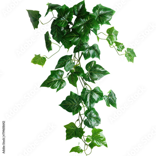 A striking liana jungle vine stands out against a transparent background with a clipping path included photo