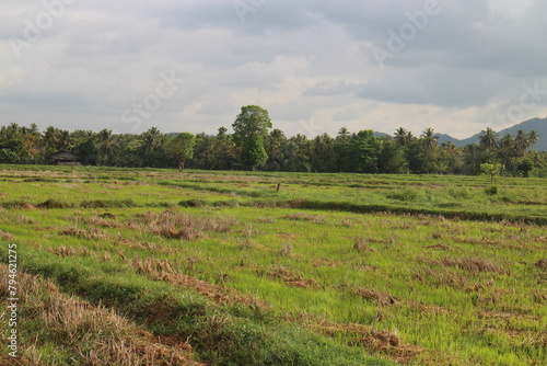 Green grass field and blue sky summer landscape background © SISIRA