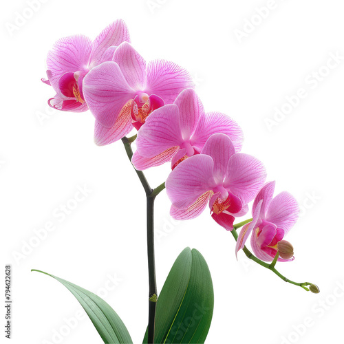 A stunning pink orchid also known as phalaenopsis stands out elegantly against a transparent background