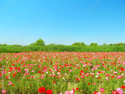 ポピー咲く初夏の江戸川河川敷の花畑風景