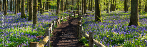 Bluebell carpet in the woods. Springtime in United Kingdom