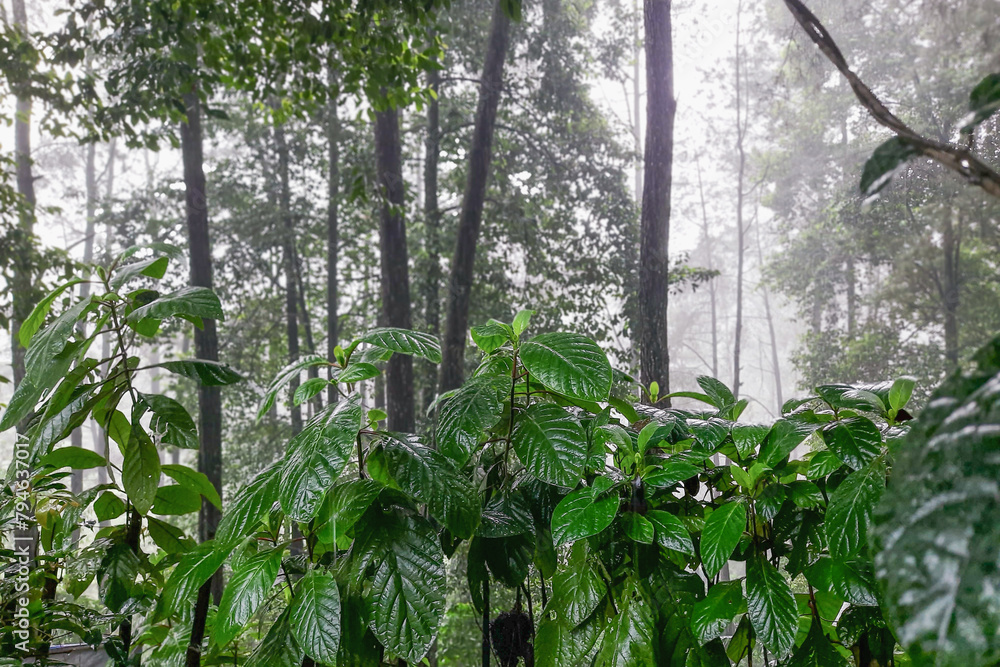 Obraz premium leaves in the forest