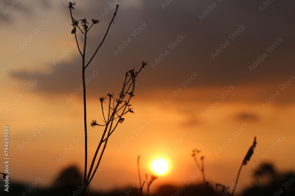 Fototapeta premium field of grass with sunset background
