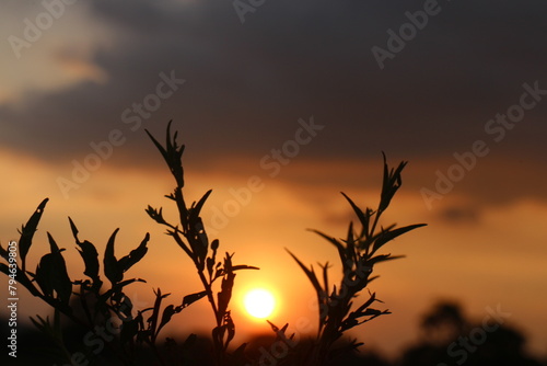 field of grass with sunset background