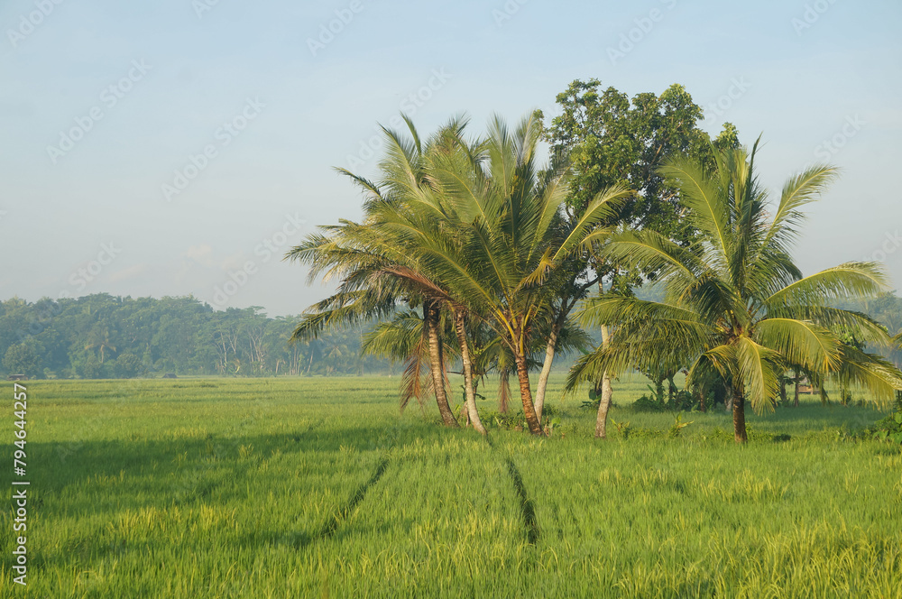 Fototapeta premium Indonesia, beautiful landscape Rice fields and palm trees.