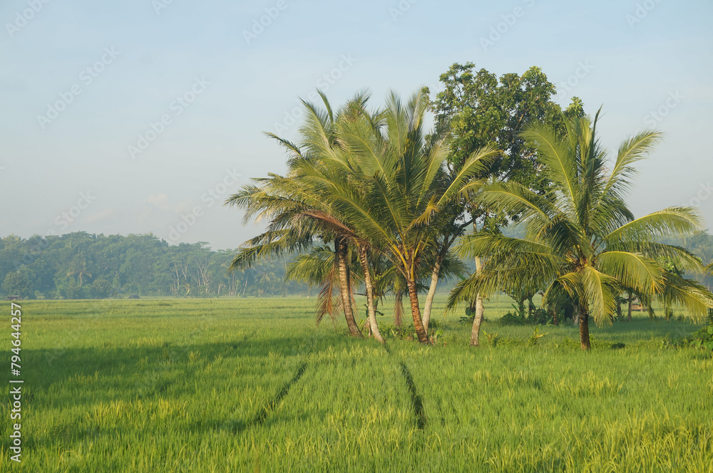 Indonesia, beautiful landscape Rice fields and palm trees.