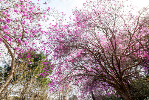 Wallpaper Mural 美しいミツバツツジ（ツツジ科）の花の木。
Beautiful Mitsuba azalea (Rhododendron dilatatum, Ericaceae) flowering tree.
 Torontodigital.ca