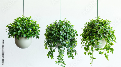 hree elegant house plants suspended in their individual pots, spaced apart with precision, each showcasing its unique foliage against a pristine white background photo