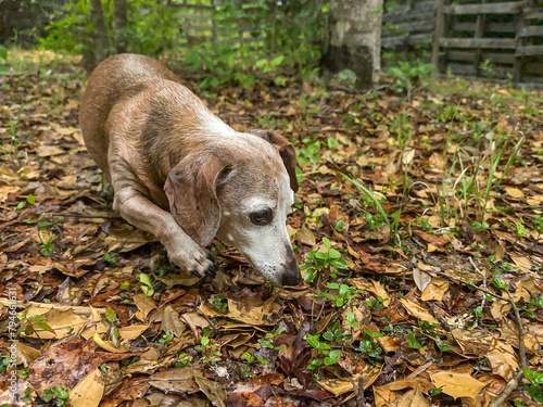Miniature Male Dachshund Dog Walking and Sniffing in Woods 