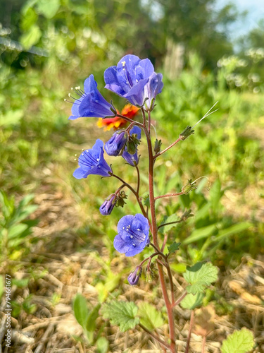 Vertical shot of a Blue California Bluebell Flower in a Garden