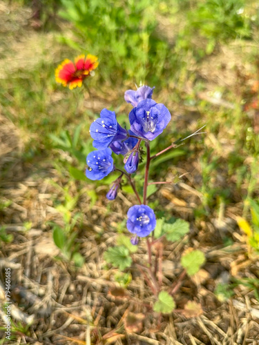 Overhead shot of a Blue California Bluebell Flower in a Garden
