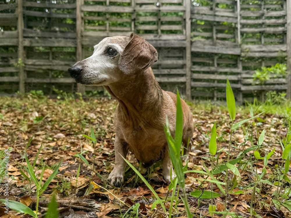 Brown Male Miniature Dachshund Dog standing in damp leaves outside Brown Male Miniature Dachshund Dog standing in damp leaves outside
