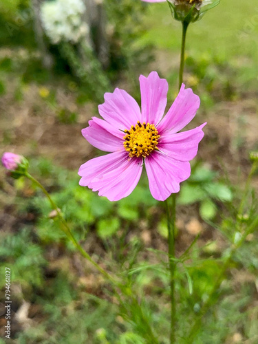 Vertical Shot of a Pink Garden Cosmos Flower growing in a garden 